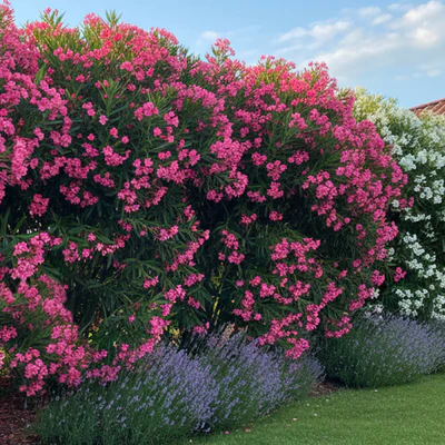 Sublimez Votre Jardin avec Élégance